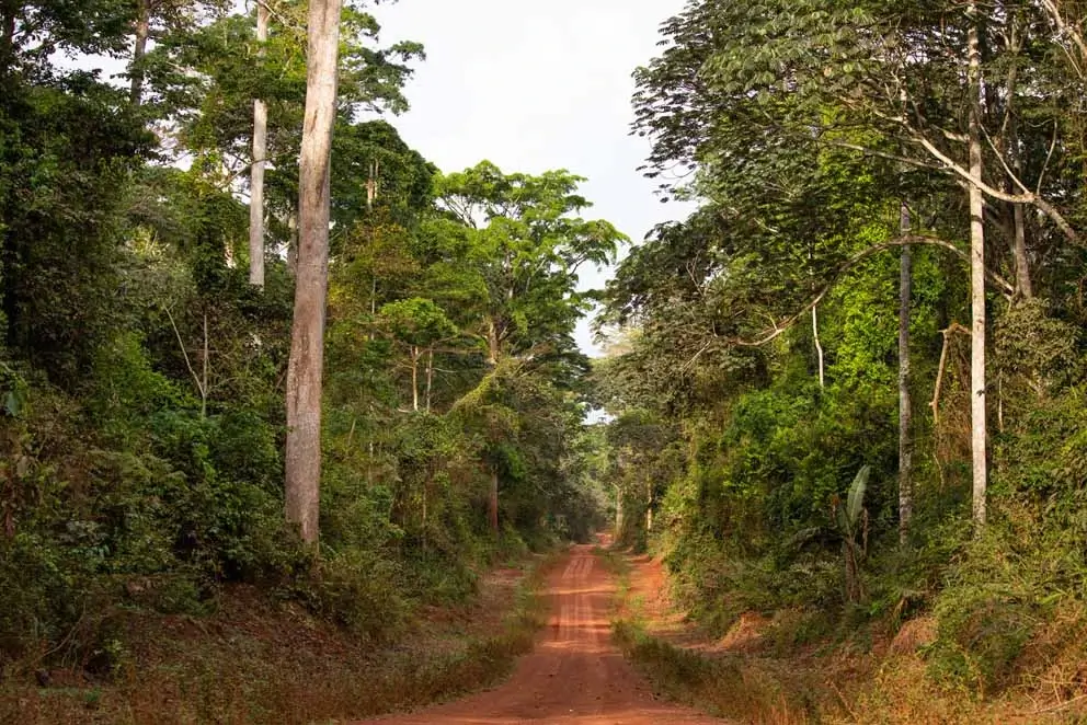 Sustentabilidade: As florestas da Alpi nos Camarões obtêm a certificação FSC